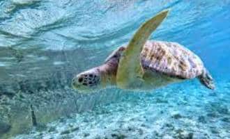 Bora Bora Turtle Centre