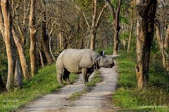 Kaziranga National Park Assam