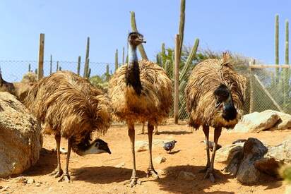 Granja de avestruces, Aruba