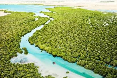 Al Thakira Mangroves Qatar 