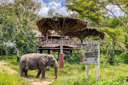 Green Elephant Sanctuary Park Phuket 