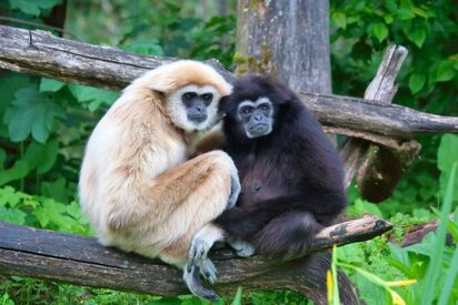 Hoollongapar Gibbon Wildlife Sanctuary Jorhat