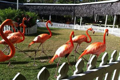 Ardastra Gardens Zoo and conservation center Nassau