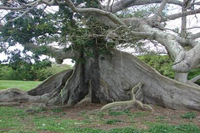 Gran Ceiba Tree