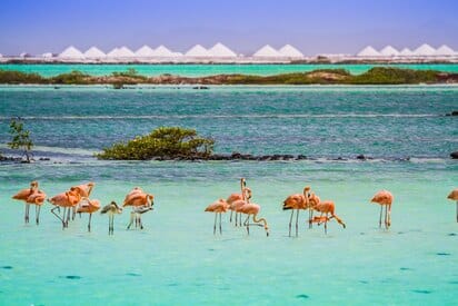 Pekelmeer Flamingo Sanctuary Bonaire