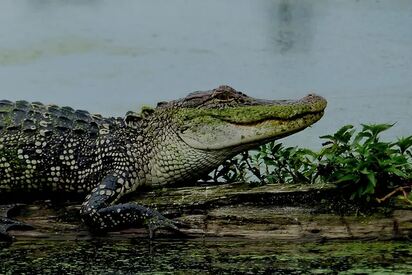 Alligator Creek Preserve Punta Gorda