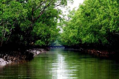 Sundarbans Bangladesh