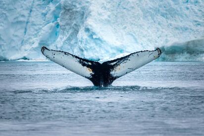 Whale Watching - Ilulissat